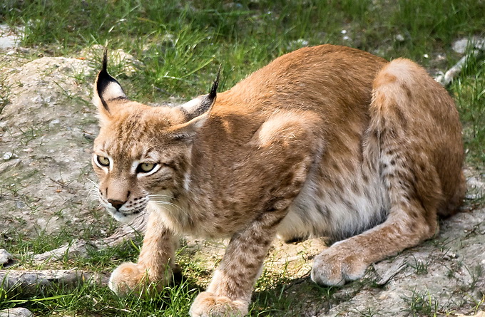 Luchs im Wildpark